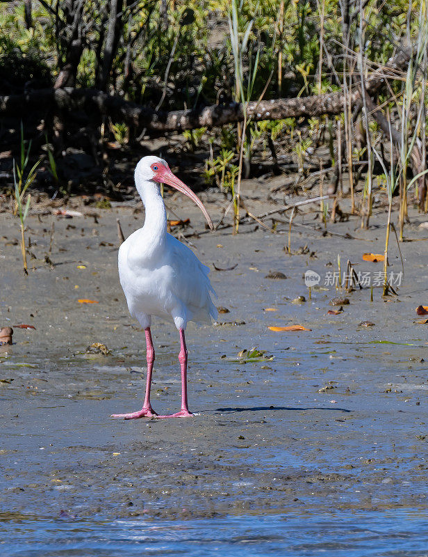 美洲白鹮(Eudocimus albus)是朱鹮科(Threskiornithidae)中的一种鸟类。圣伊格纳西奥泻湖，下加利福尼亚南部，墨西哥。